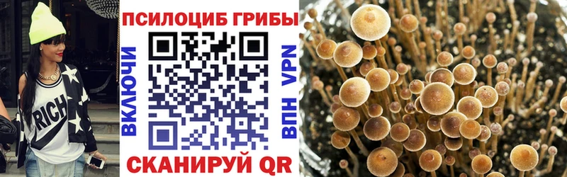 kraken зеркало  Ардон  Псилоцибиновые грибы Psilocybine cubensis 