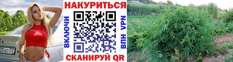 где найти наркотики  Ардон  МАРИХУАНА THC 21% 